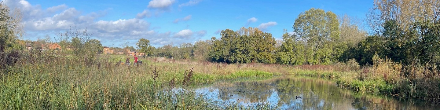 A picture of Pear Tree Park, with a pond in the foreground, surrounded by reeds. There are houses in the background, mostly hidden by trees, and a person walking in the distance. The sky is blue overhead.